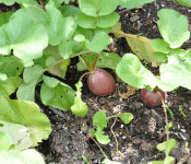 close up of a radish growing in the ground with green leaves