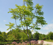 newly planted tree with brown bark, green leaves and sedum behind it