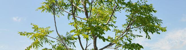 newly planted tree with brown bark, green leaves and sedum behind it