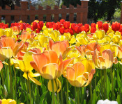 Reiman Gardens spring tulips in bloom in whites, yellows, oranges and red colors