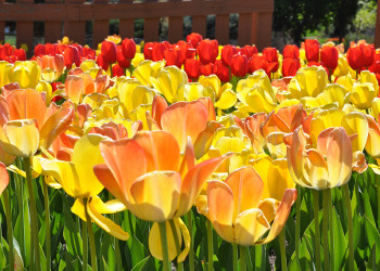 Reiman Gardens spring tulips in bloom in whites, yellows, oranges and red colors