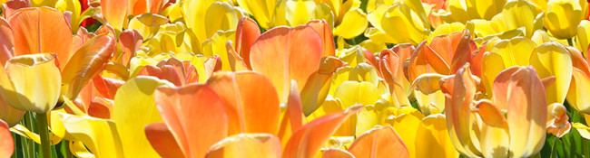 Reiman Gardens spring tulips in bloom in whites, yellows, oranges and red colors