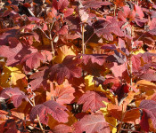 Reiman Gardens fall leaves in reds oranges and yellows