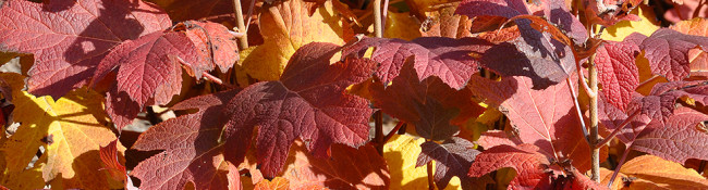 Reiman Gardens fall leaves in reds oranges and yellows