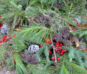 holiday container with pine needles,berries, evergreens, and more