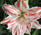 close up of a pink and white flower with green leaves