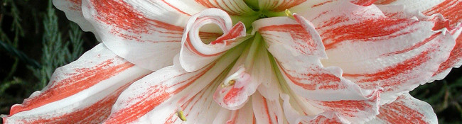 close up of a pink and white flower with green leaves