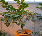 citris tree planted in a container at Reiman Gardenns