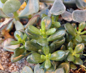 close up of a succulent in Reiman Gardens tropical plant conservatory