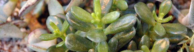 close up of a succulent in Reiman Gardens tropical plant conservatory