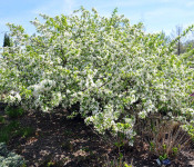 Reiman Gardens bush with green leaves and small white flowers