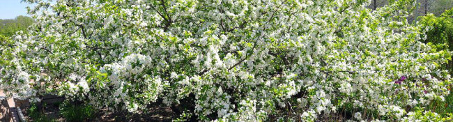 Reiman Gardens bush with green leaves and small white flowers