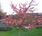 small tree at Reiman Gardens in spring with small pink blooms with green grass