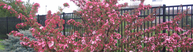 small tree at Reiman Gardens in spring with small pink blooms with green grass