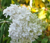 close up of a white Hydrangea flower