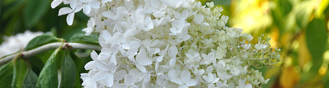 close up of a white Hydrangea flower