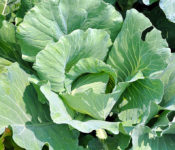 close up of a head of lettuce