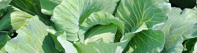 close up of a head of lettuce
