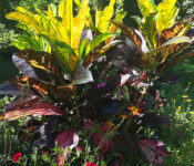 plant with colorful leaves with green, purple, and yellow markings