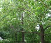 outdoors at a botanical garden with large trees with a large tree with leaves