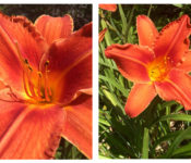 two photos of daylilies with orange flowers and green leaves