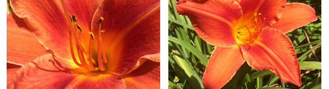 two photos of daylilies with orange flowers and green leaves
