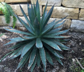 close up of a large blue green succulent with spiky leaves