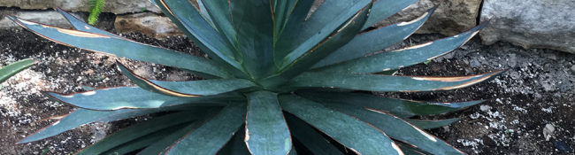 close up of a large blue green succulent with spiky leaves