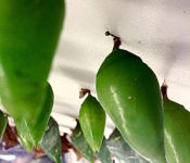 close up of insect caccoons