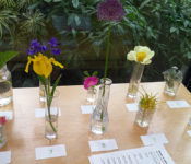 plants of interest table with colorful cut flowers
