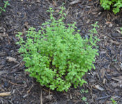 close up of a green plant in the ground