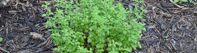 close up of a green plant in the ground