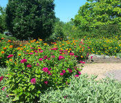 outdoors at a botanical garden in summer with large green trees, and yellow and pink flowers
