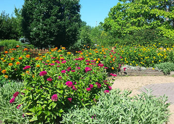 outdoors at a botanical garden in summer with large green trees, and yellow and pink flowers