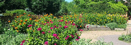 outdoors at a botanical garden in summer with large green trees, and yellow and pink flowers