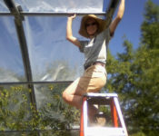 Reiman Garden intern standing on a ladder in the conservatory
