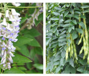 two photos of wisteria plants, one in bloom and another one with seed pods