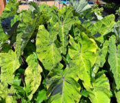 elephant's ear close up with yellow and green leaves