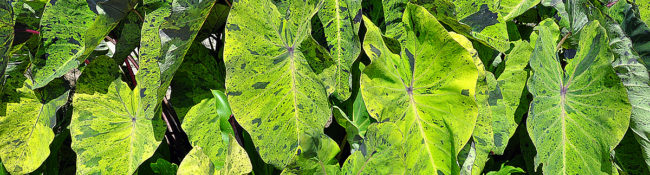 elephant's ear close up with yellow and green leaves