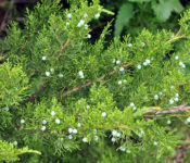 green evergreen with blue berries
