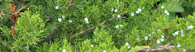 green evergreen with blue berries