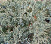 dark green evergreen with blue seeds