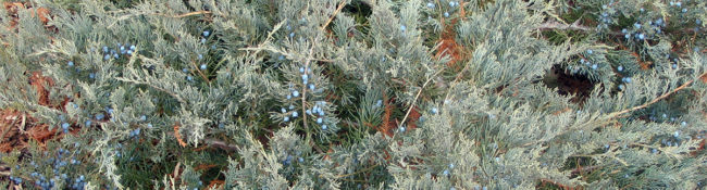 dark green evergreen with blue seeds