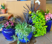 indoors at a botanical garden with blue planted containers with green plants and colorful flowers