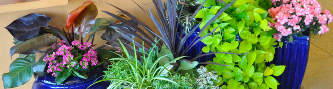 indoors at a botanical garden with blue planted containers with green plants and colorful flowers