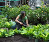 Reiman gardens intern digging in the dirt with plants around her