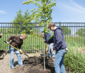 horticulture staff planting a tree at Reiman Gardens