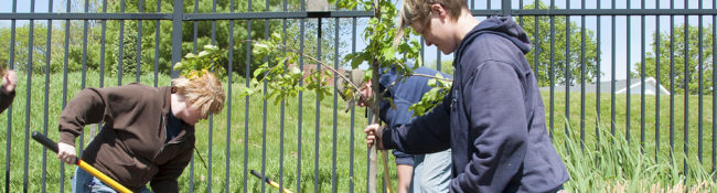 horticulture staff planting a tree at Reiman Gardens