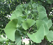 ginkgo plant with green leaves with unique shapes and green behind it