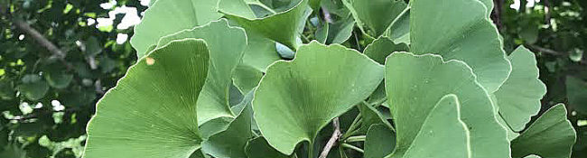 ginkgo plant with green leaves with unique shapes and green behind it